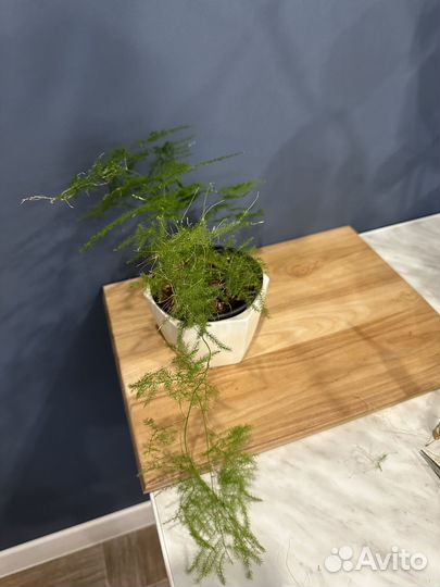 Монстера альба,аспарагус перистый, монстера