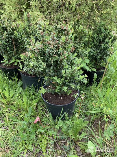 Самшит 40-50см