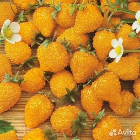 Земляника жёлтое чудо