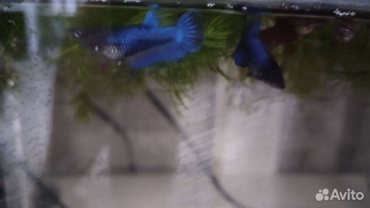 Рыбка петушок самка