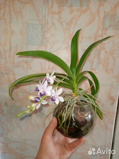 Орхидея фаленопсис Сапфир