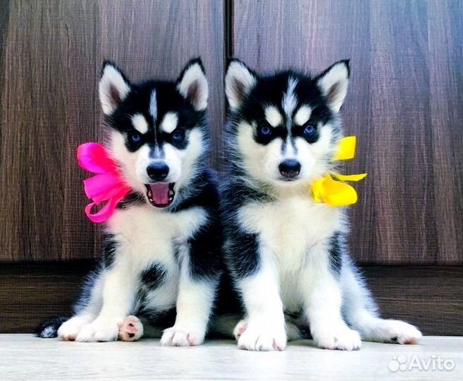 Лучшие Щеночки Хаски - Огромный Выбор )