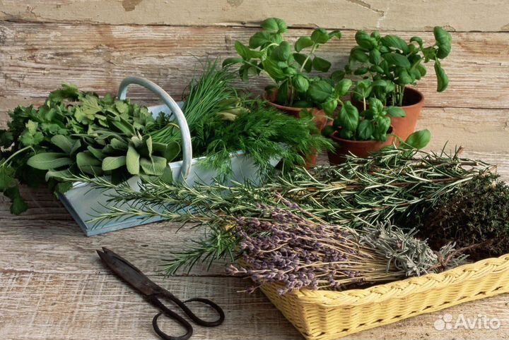 Сбор трав желудочно - кишечный