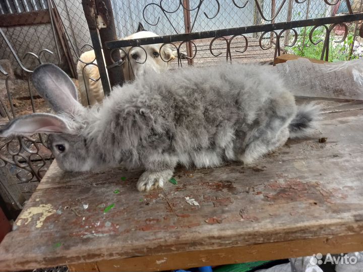 Продам пушистых кролов 2 шт возраст 3.6 месяца