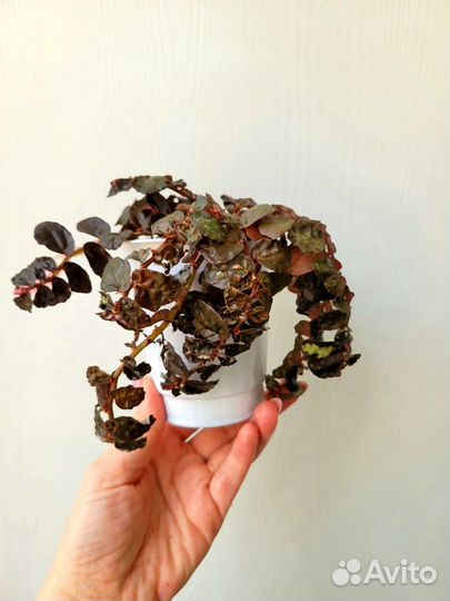 Комнатные цветы Пелиония