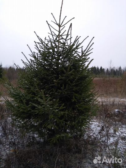 Елка новогодняя живая
