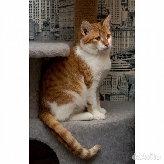 Котенок девочка 9 месяцев