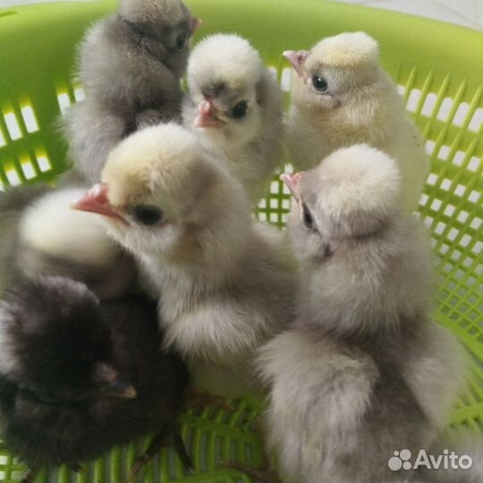 Цыплята подрощенные, молодые петухи