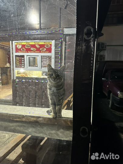 Котенок
