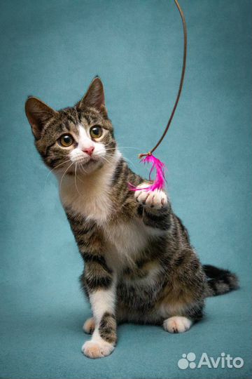 Молоденькая кошечка Бонни, ласковая и умненькая