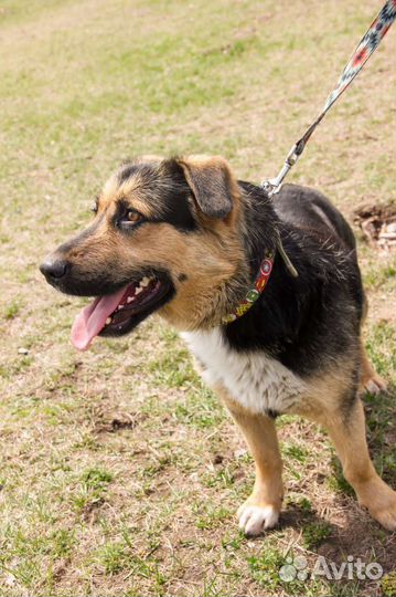 Собака в добрые руки отдам бесплатно