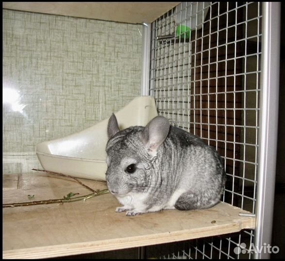 Клетка-витрина для шиншилл