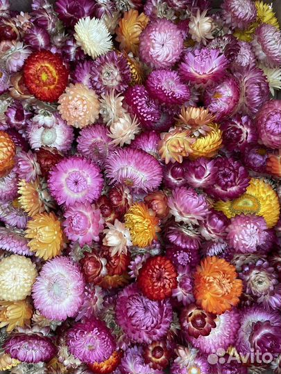 Гелихризум, бессмертник, сухоцвет