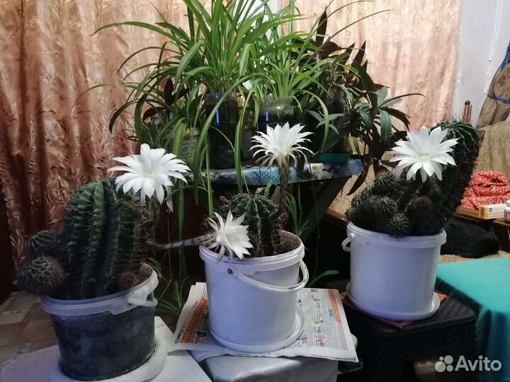 Кактусы, Пуасентия, алоэ, индийский лук