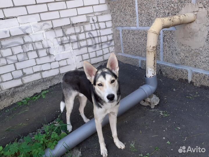 Щенок ищет дом