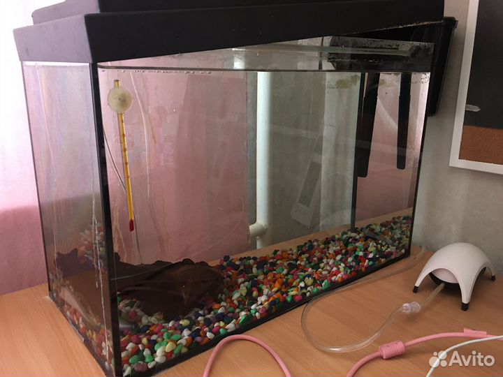 Аксолотль с аквариумом и всеми комплектующими