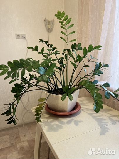 Замиокулькас в керамическом горшке
