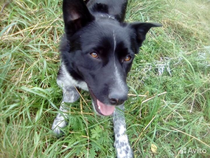 Бим ищет хозяев