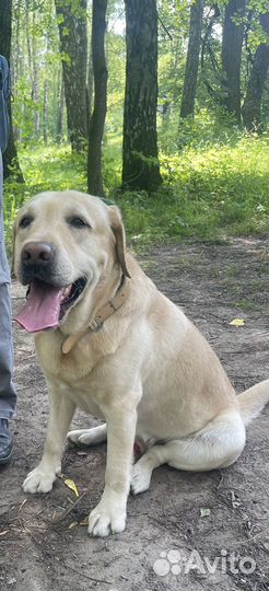Щенки лабрадора