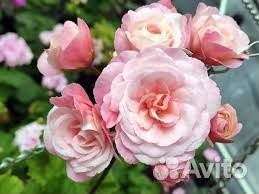 Пеларгонии сортовые (Герань)