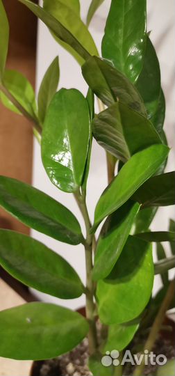 Замиокулькас