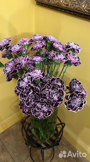 Гвоздики оптом от 100 штук