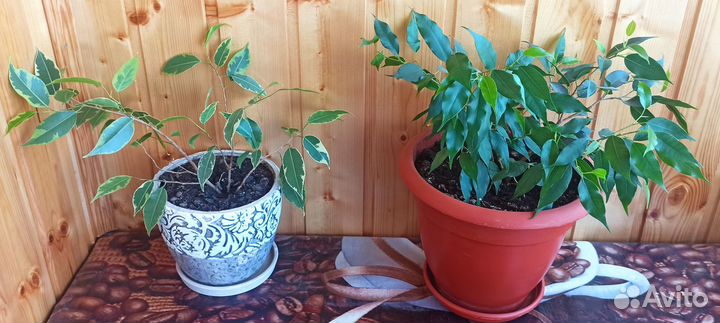 Фикусы с горшком цены разные