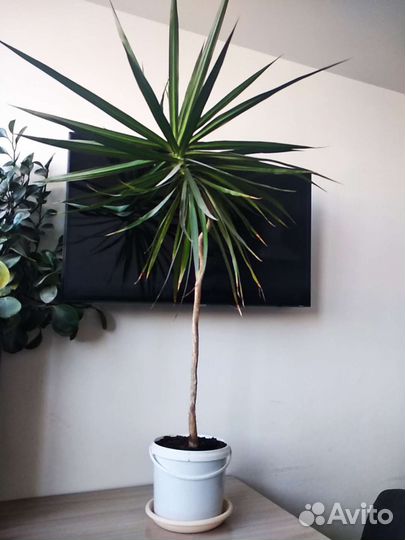 Пальма драцена