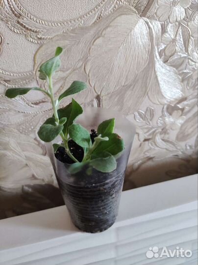 Рассада цветов