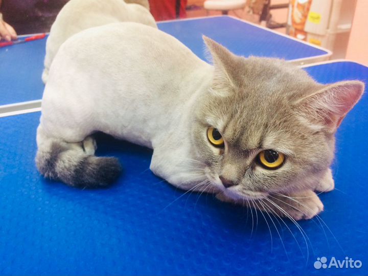 Стрижка кошек(Грумер)