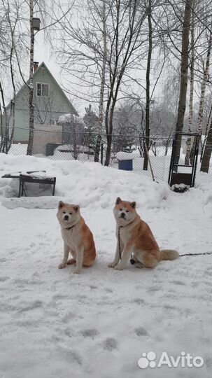 Щенки акита-ину