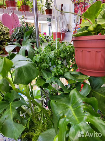 Гиностемма пятилистная / чай долголетия