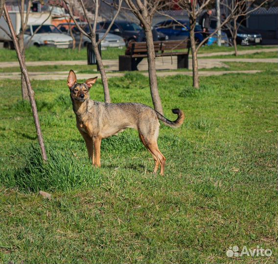 Собака компаньон