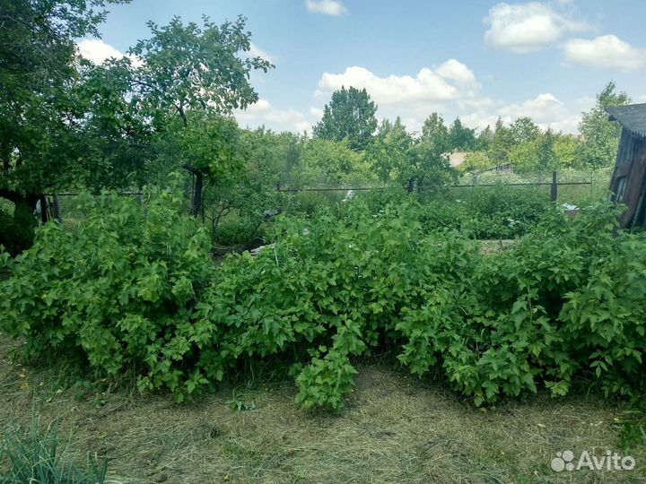 Удобрение - древесная зола