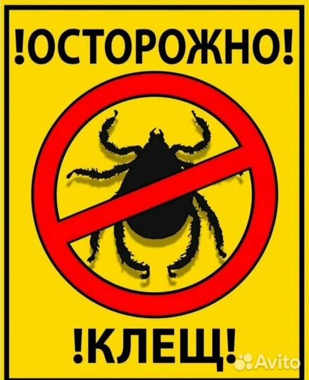 Клещи тараканы клопы муравьи осы шершни