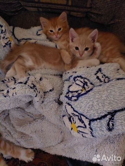 Рыжие котики