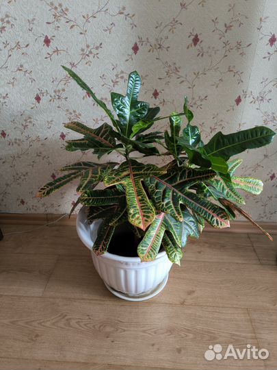 Кодиеум кротон