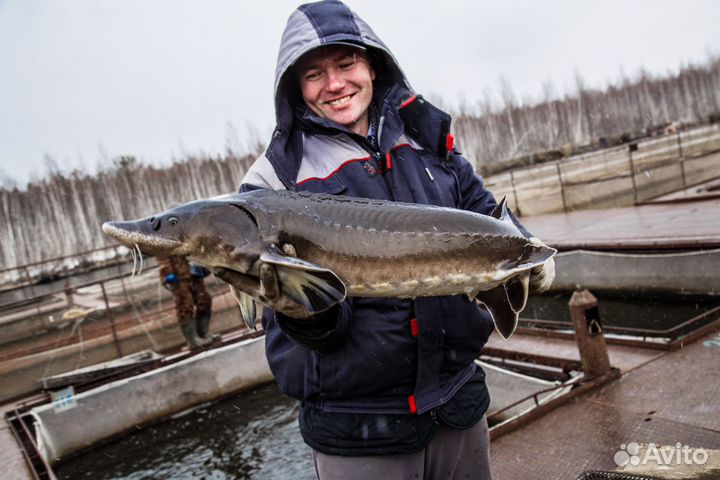 Ищу инвестора (партнера) в рыбхоз (рыба, икра)
