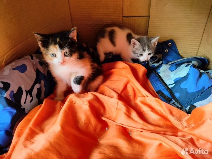 Котята в добрые руки