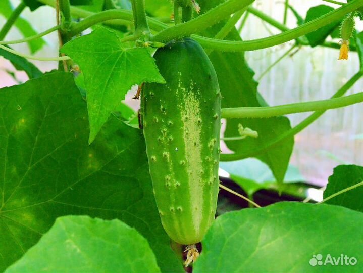 Сборщик(ца) на тепличный комплекс (рф,снг)