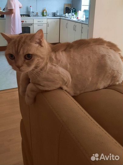 Груминг кошек выезд на дом