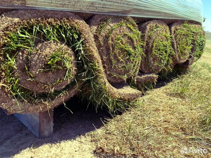 Рулонный газон