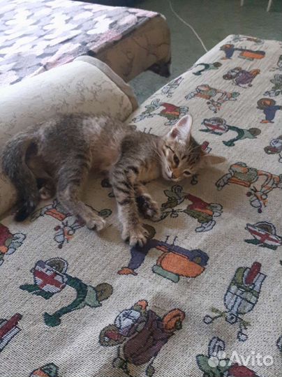 Котенок в дар(девочка)