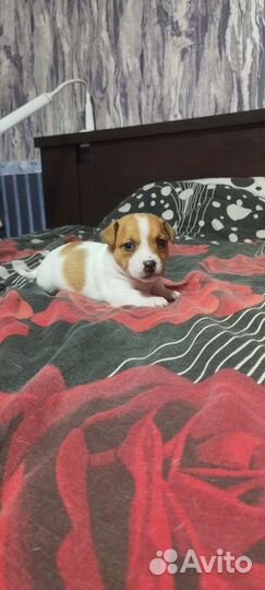 Джек Рассел терьер