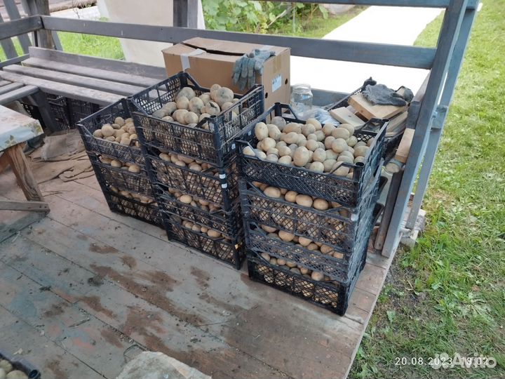Продам картофель на корм скоту