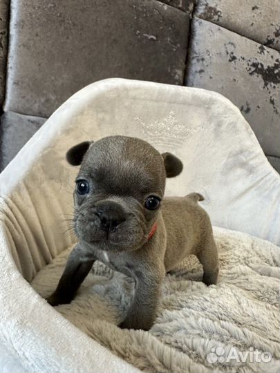 Французский бульдог голубой девочка