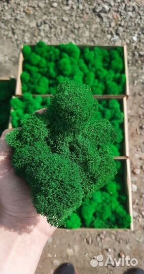 Мох стабилизированный зеленый и красный