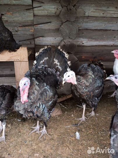 Индюки бронза