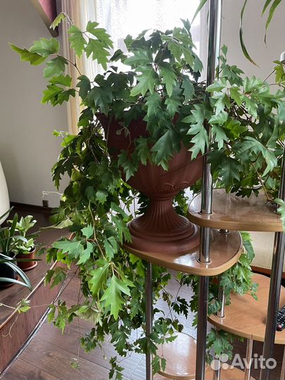 Комнатные цветы