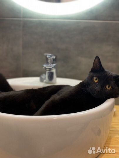 Кот в добрые руки